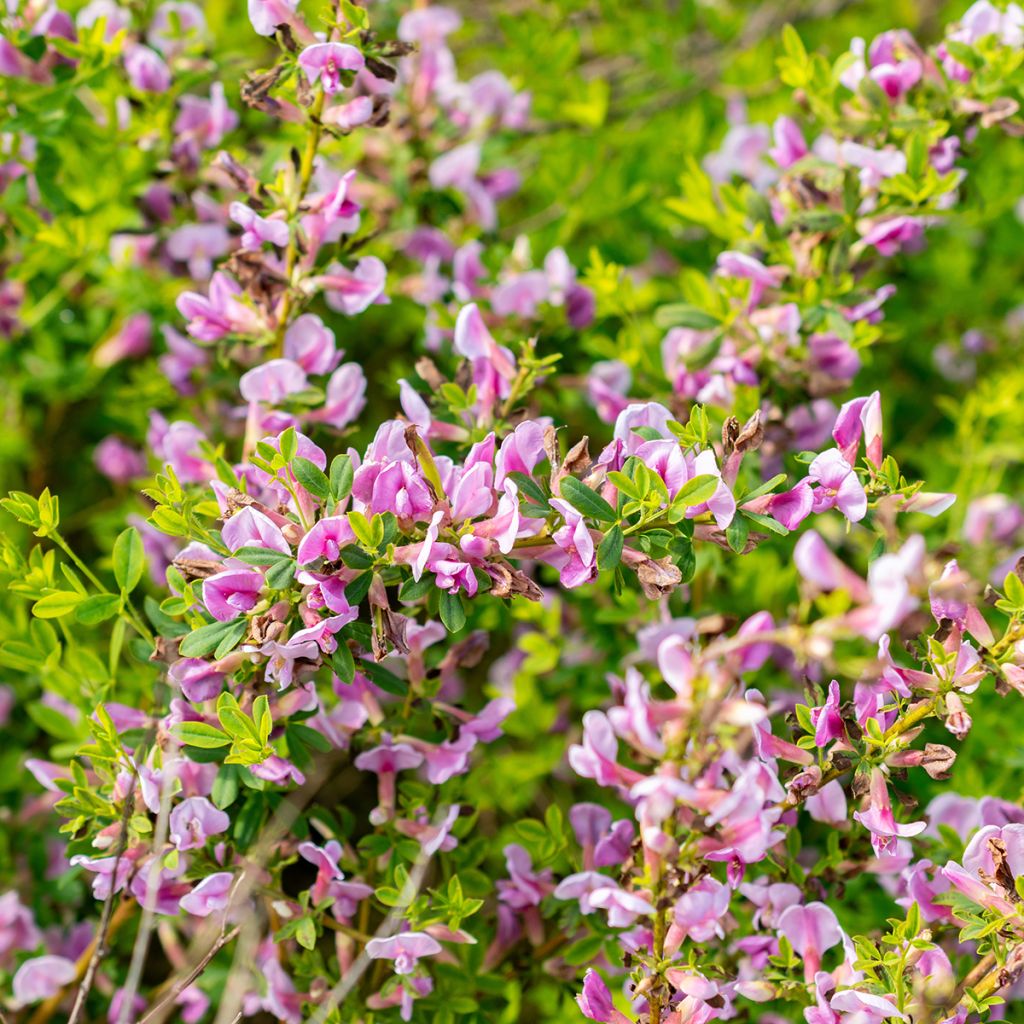 Chamaecytisus purpureus - Genêt pourpre