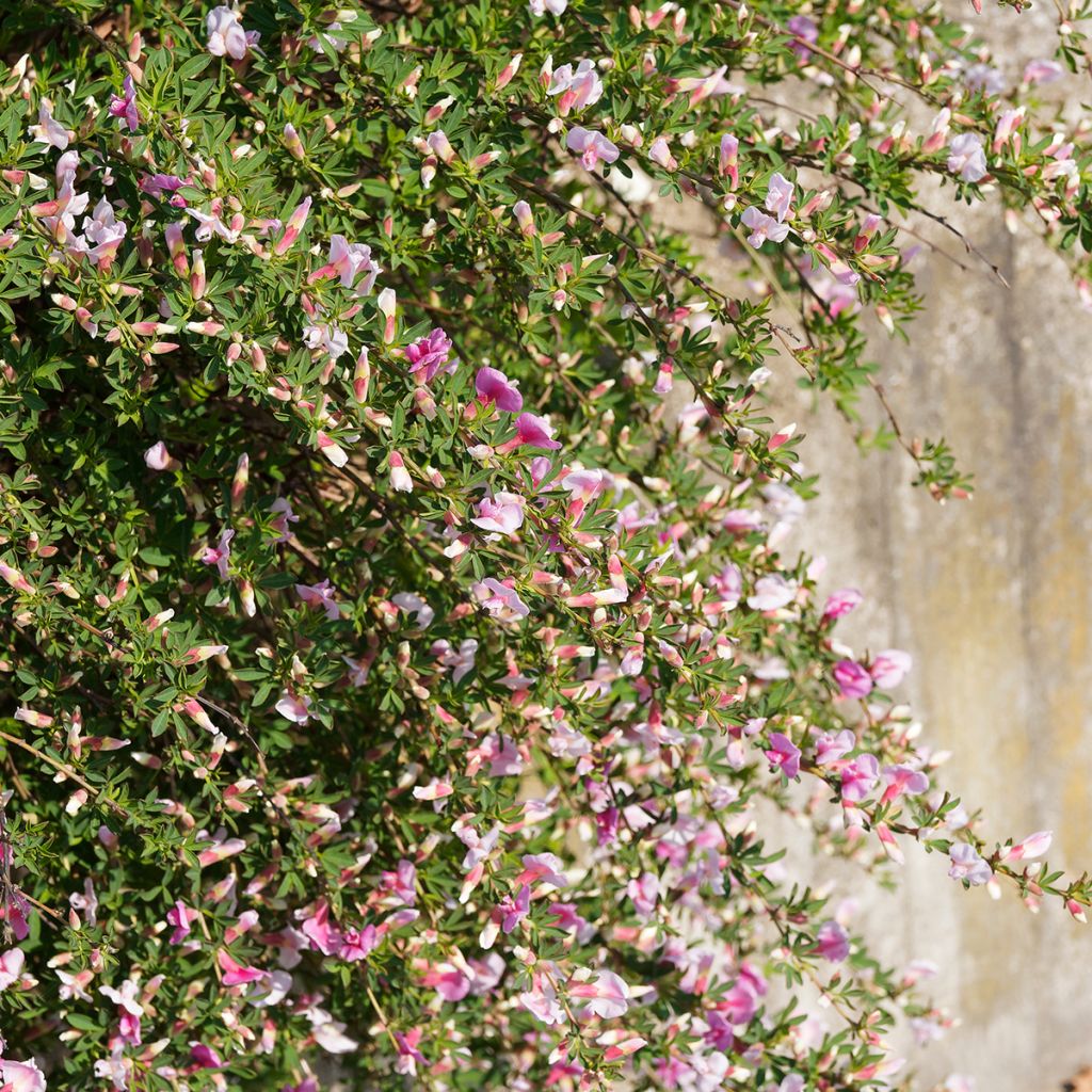 Chamaecytisus purpureus - Genêt pourpre