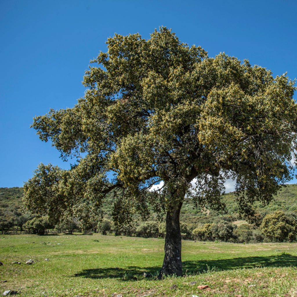 Chêne vert - Quercus ilex 