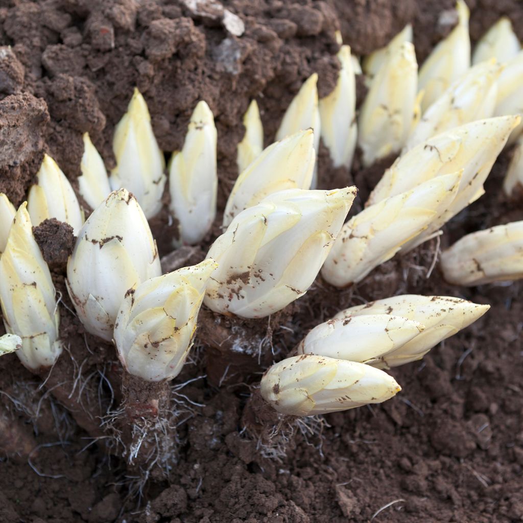 Chicorée Witloof (Endive) Flash F1 - Cichorium intybus foliosum