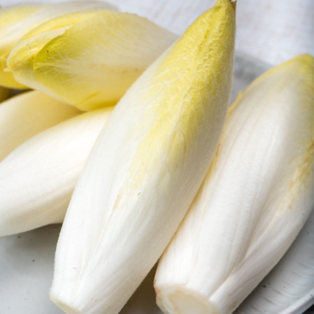 Chicorée Witloof (Endive) Zoom F1 - Cichorium intybus