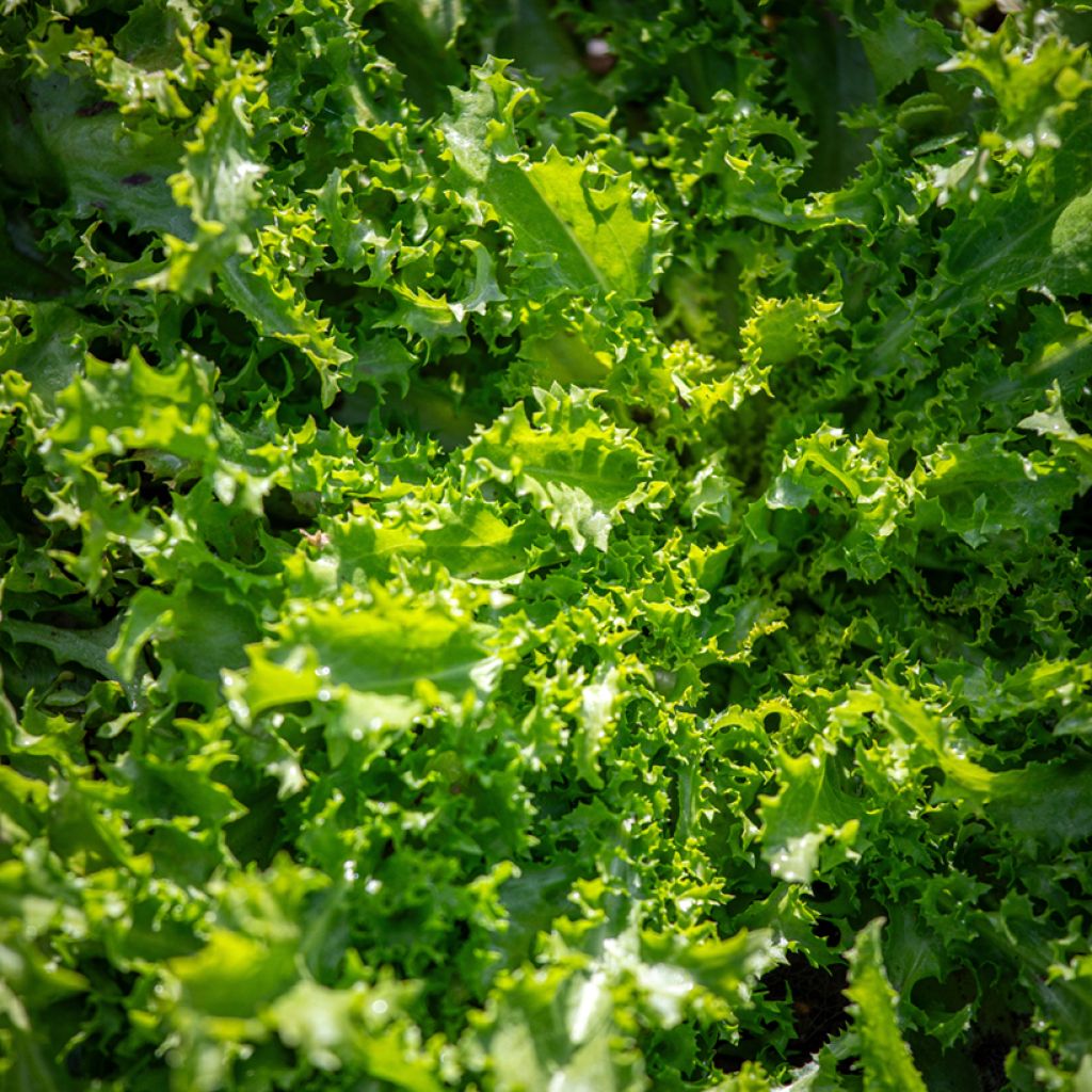 Chicorée frisée Wallonne BIO