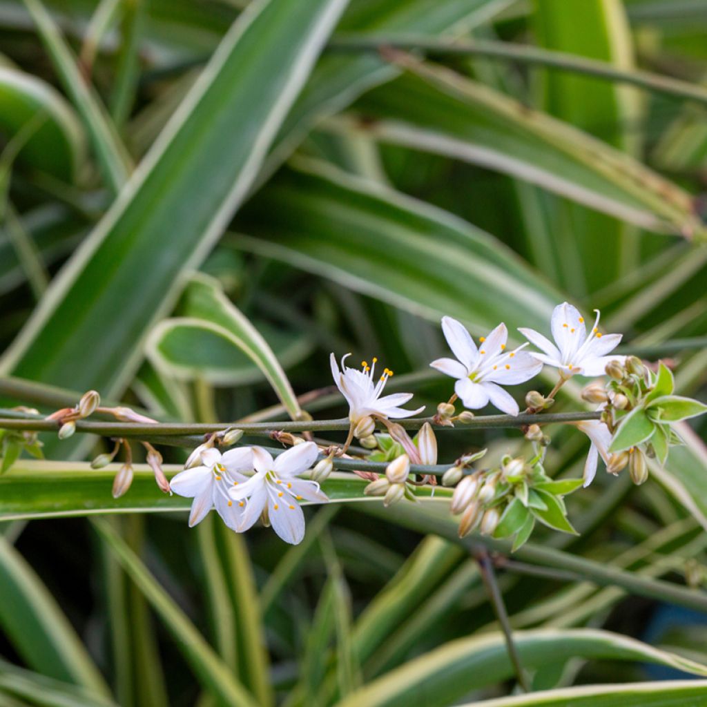 Chlorophytum Irish - Plante araignée 