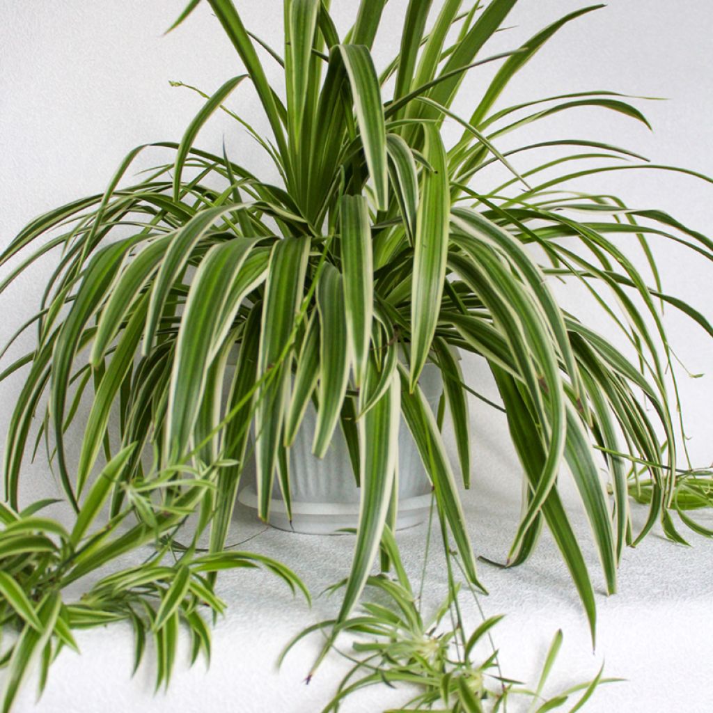 Chlorophytum Irish - Plante araignée 
