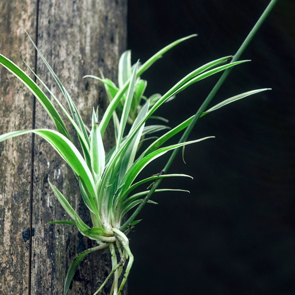 Chlorophytum Irish - Plante araignée 