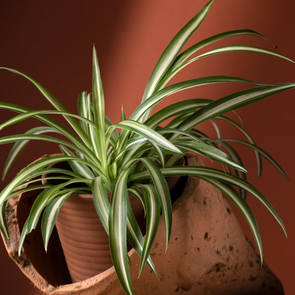 Chlorophytum Variegatum - Plante araignée panachée