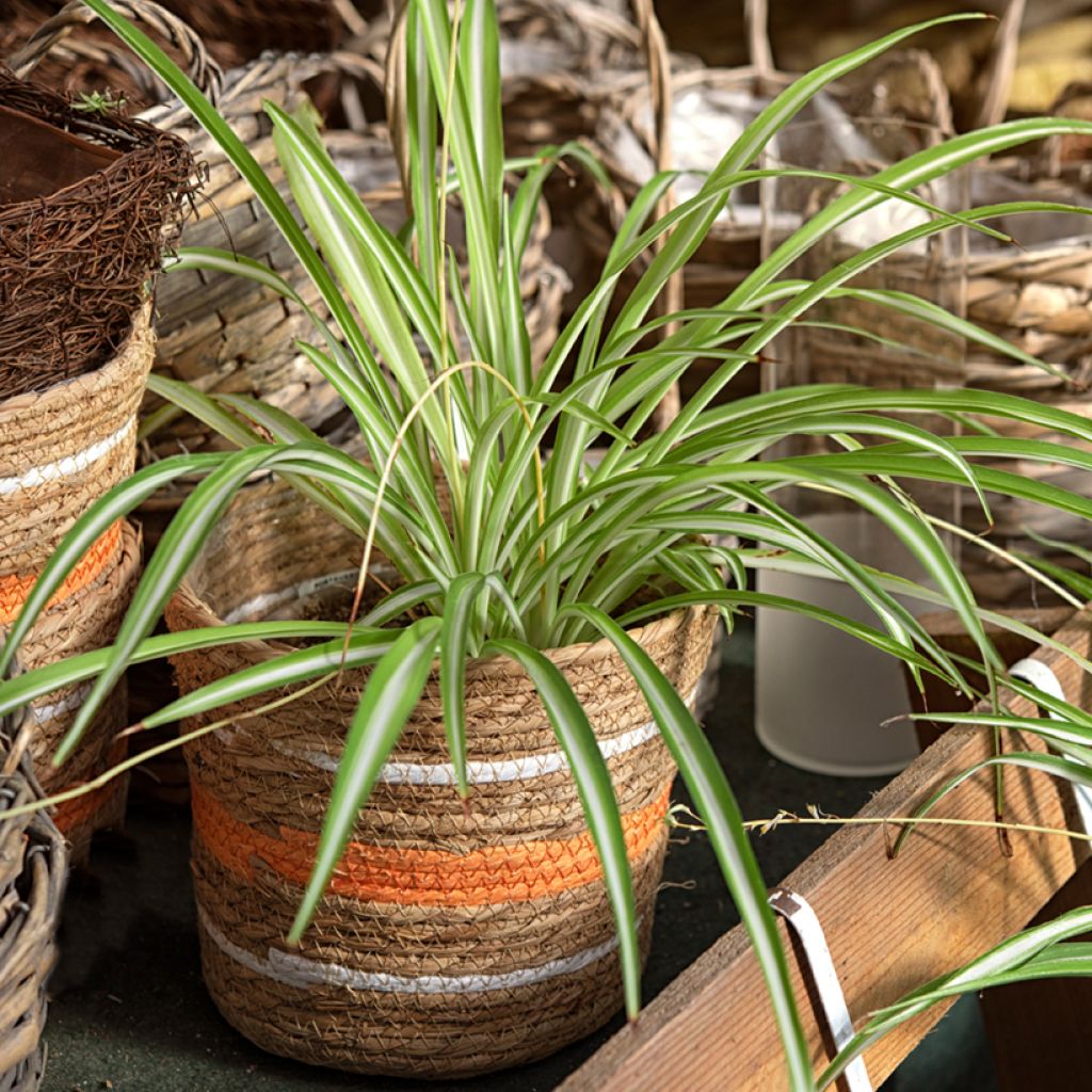 Chlorophytum Variegatum - Plante araignée panachée