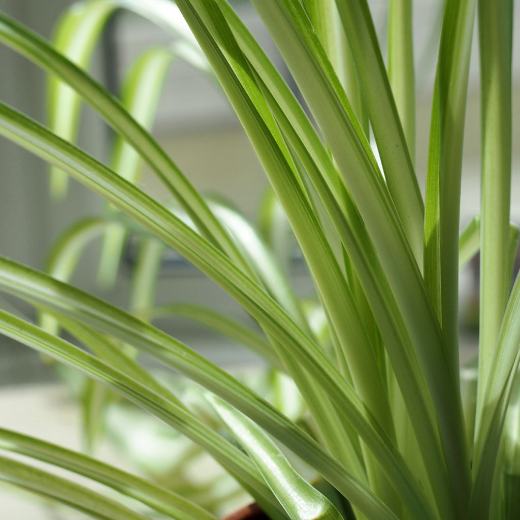 Chlorophytum nepalense – Graminée vivace 