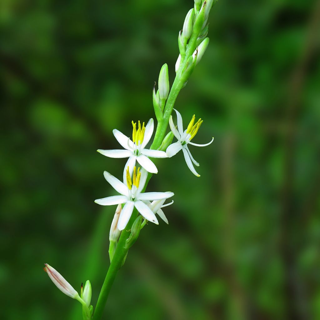 Chlorophytum nepalense – Graminée vivace 