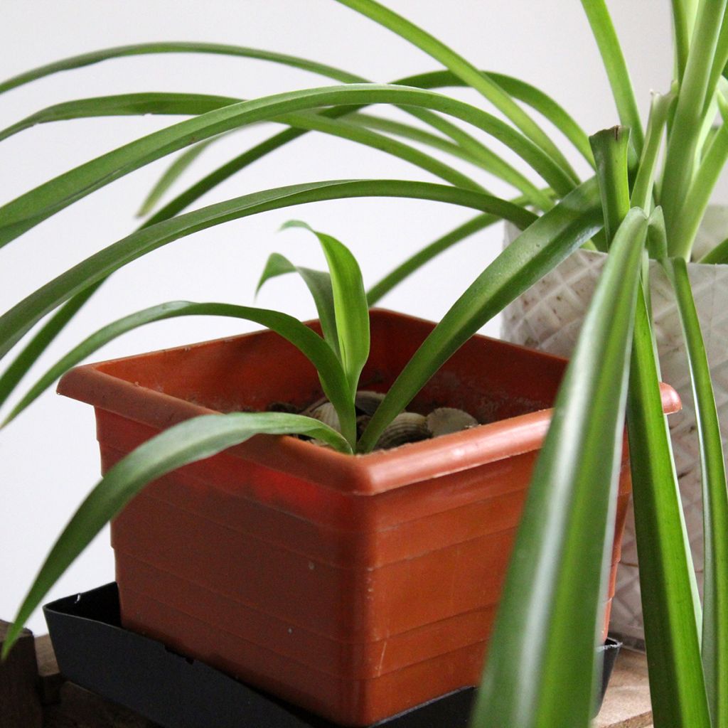 Chlorophytum nepalense – Graminée vivace 