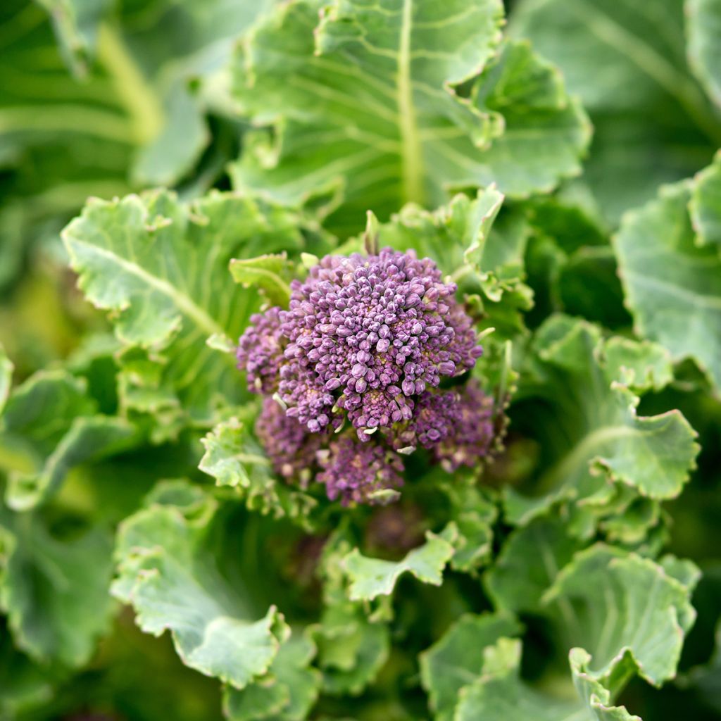 Chou Brocoli Early Purple Sprouting Bio