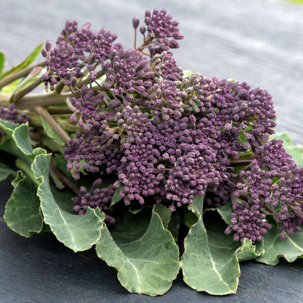 Chou Brocoli Early Purple Sprouting Bio