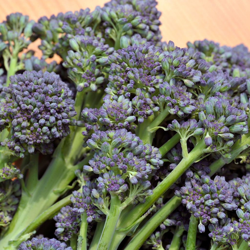 Chou Brocoli Early Purple Sprouting