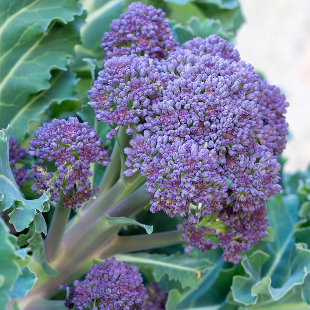 Chou Brocoli Early Purple Sprouting
