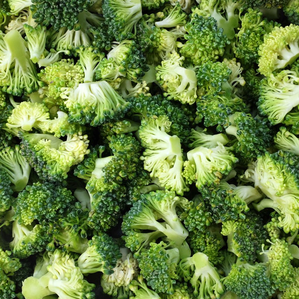 Chou Brocoli Ramoso Calabrese Bio