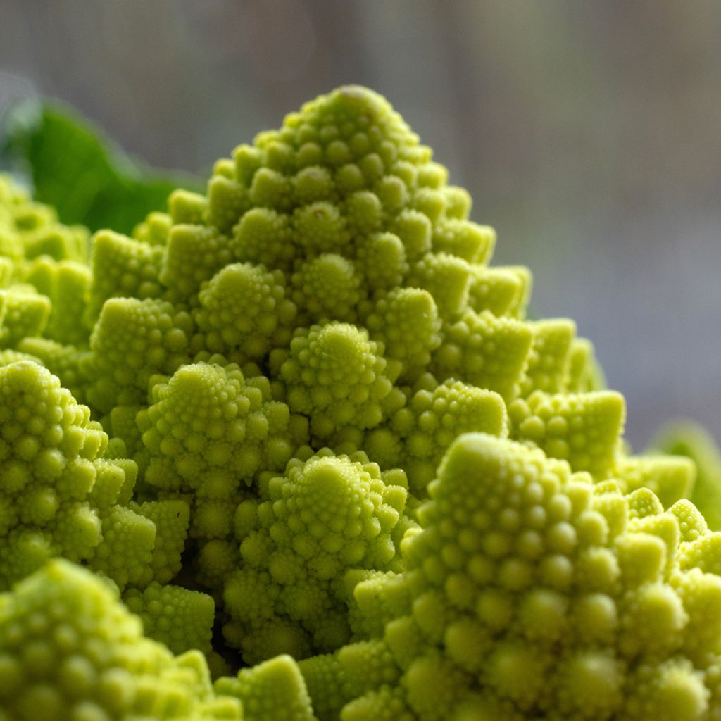 Chou Brocoli Romanesco Bio - Ferme de Sainte Marthe