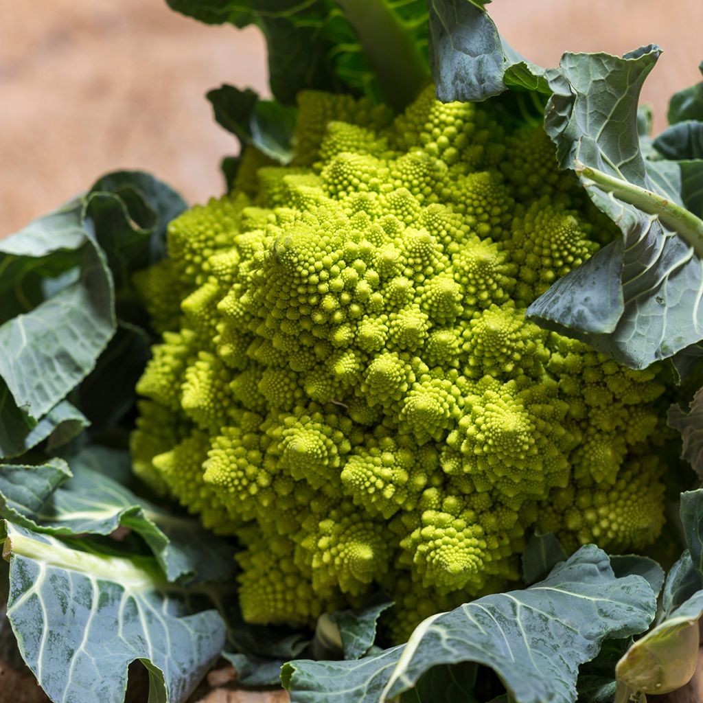 Chou Brocoli Romanesco Bio - Ferme de Sainte Marthe