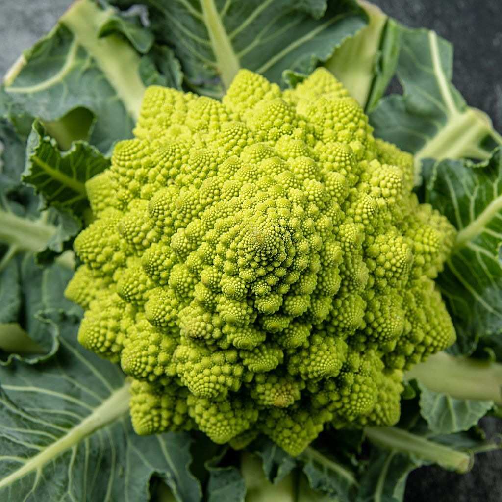 Chou Brocoli Romanesco Bio - Ferme de Sainte Marthe