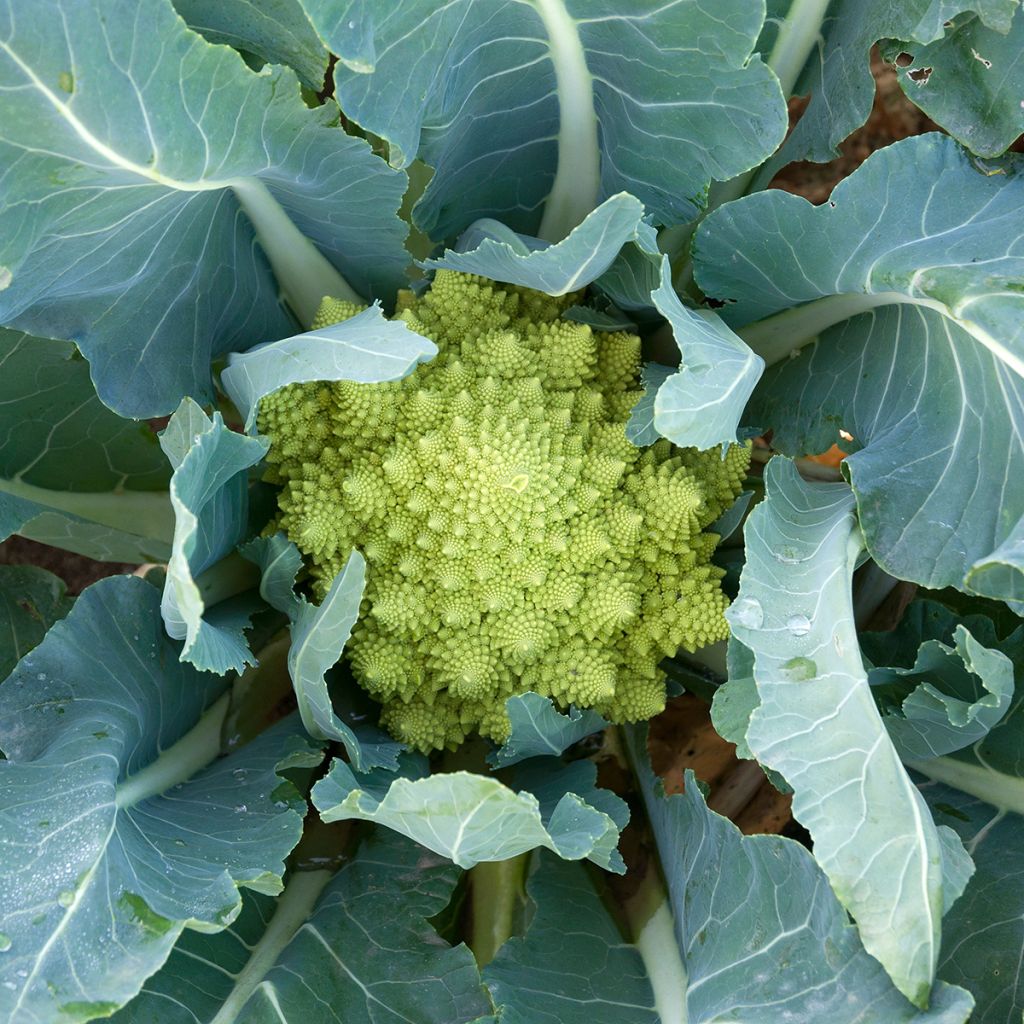 Chou Brocoli Romanesco