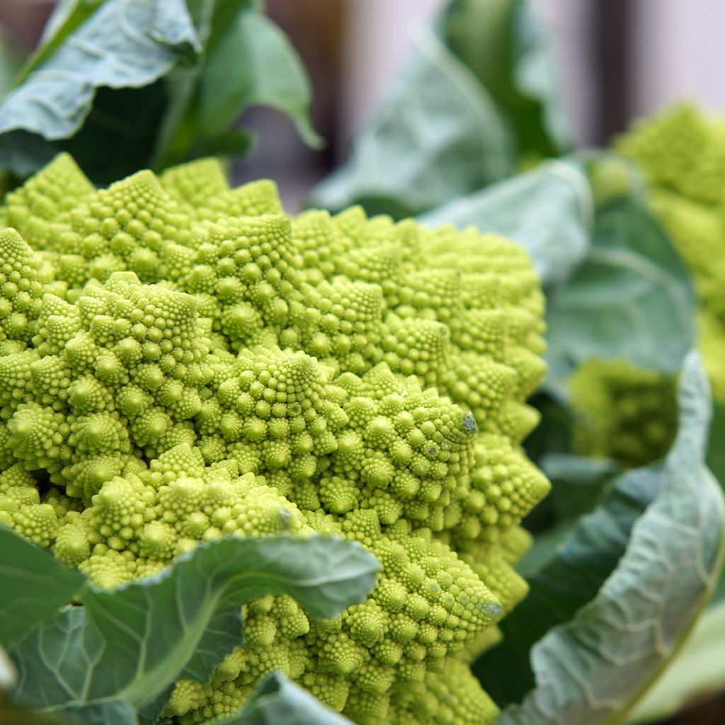 Chou Brocoli Romanesco