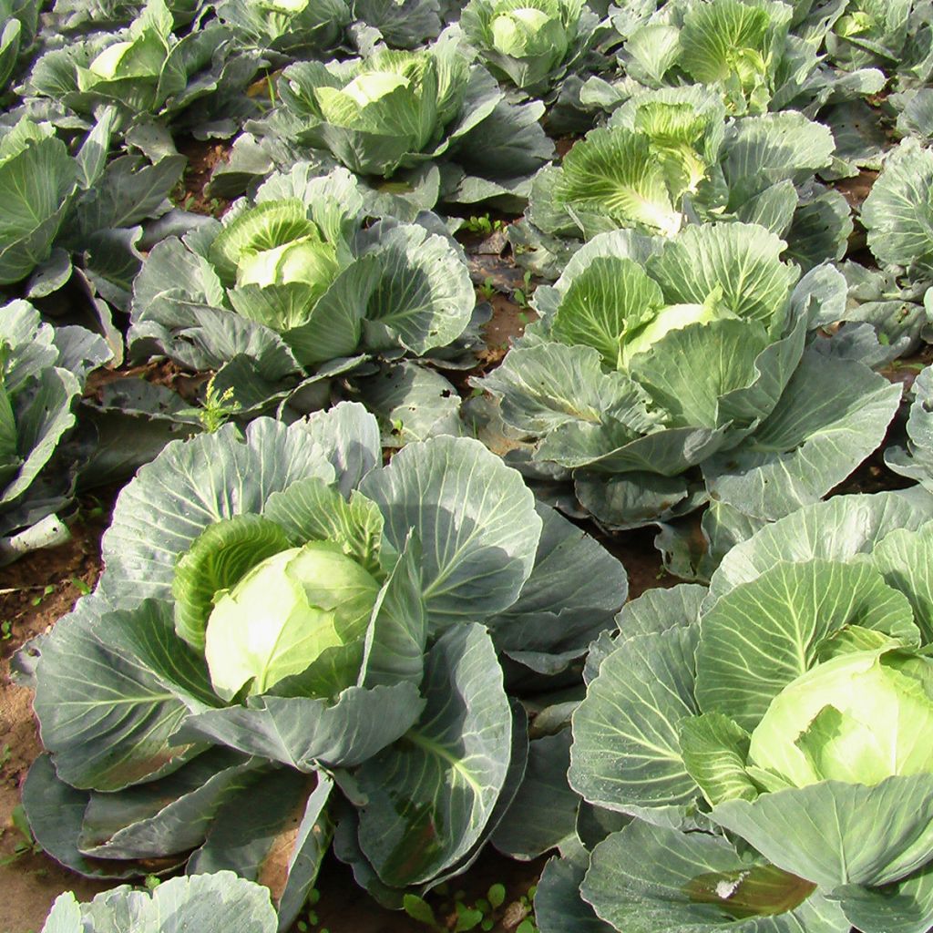 Chou Cabus Quintal d'Alsace