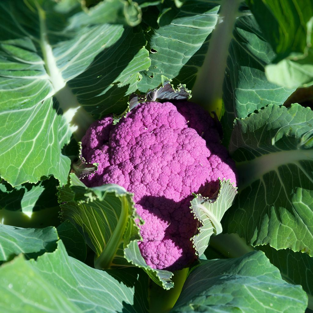 Chou-Fleur Graffiti F1 (violet)