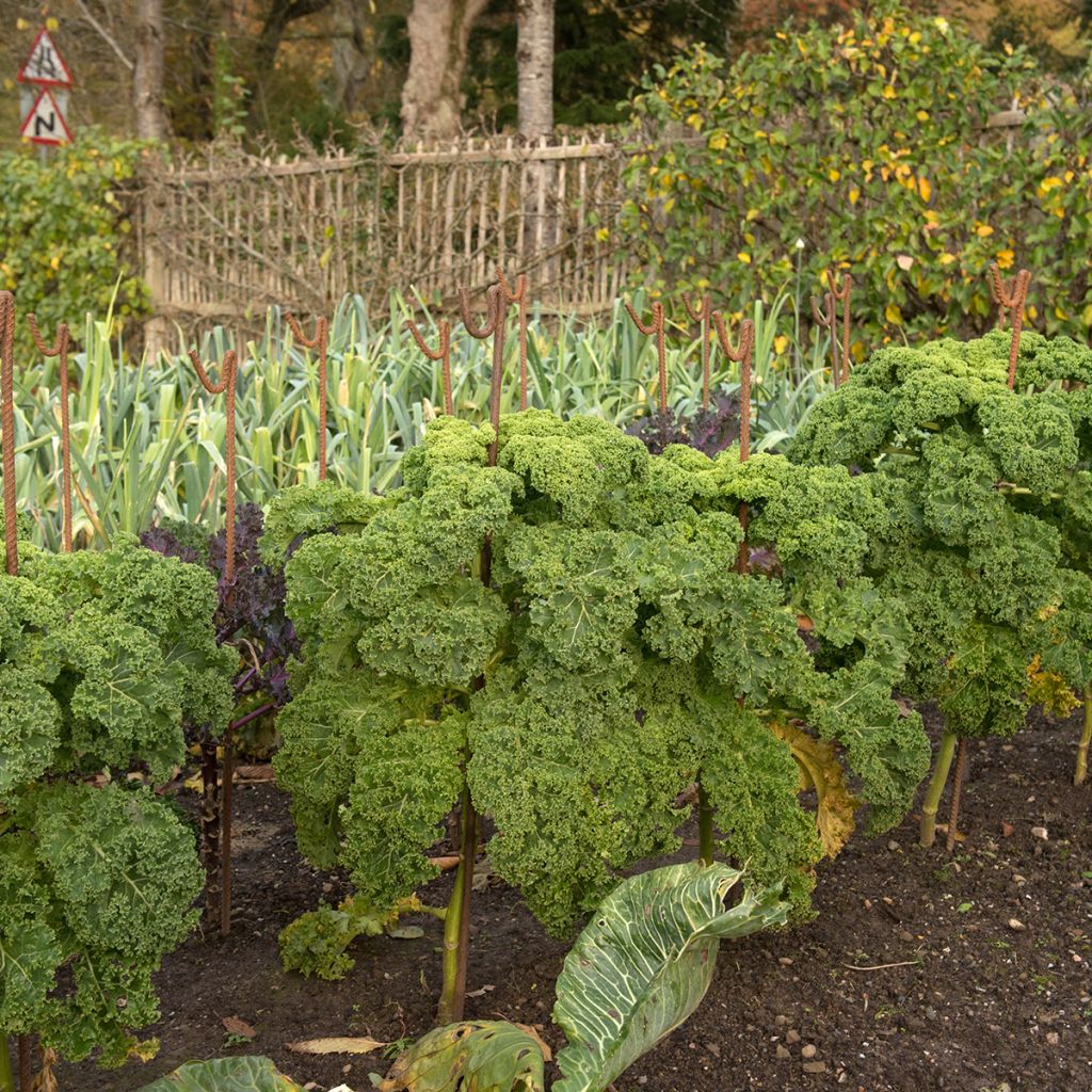 Chou Kale Dwarf Green Curled