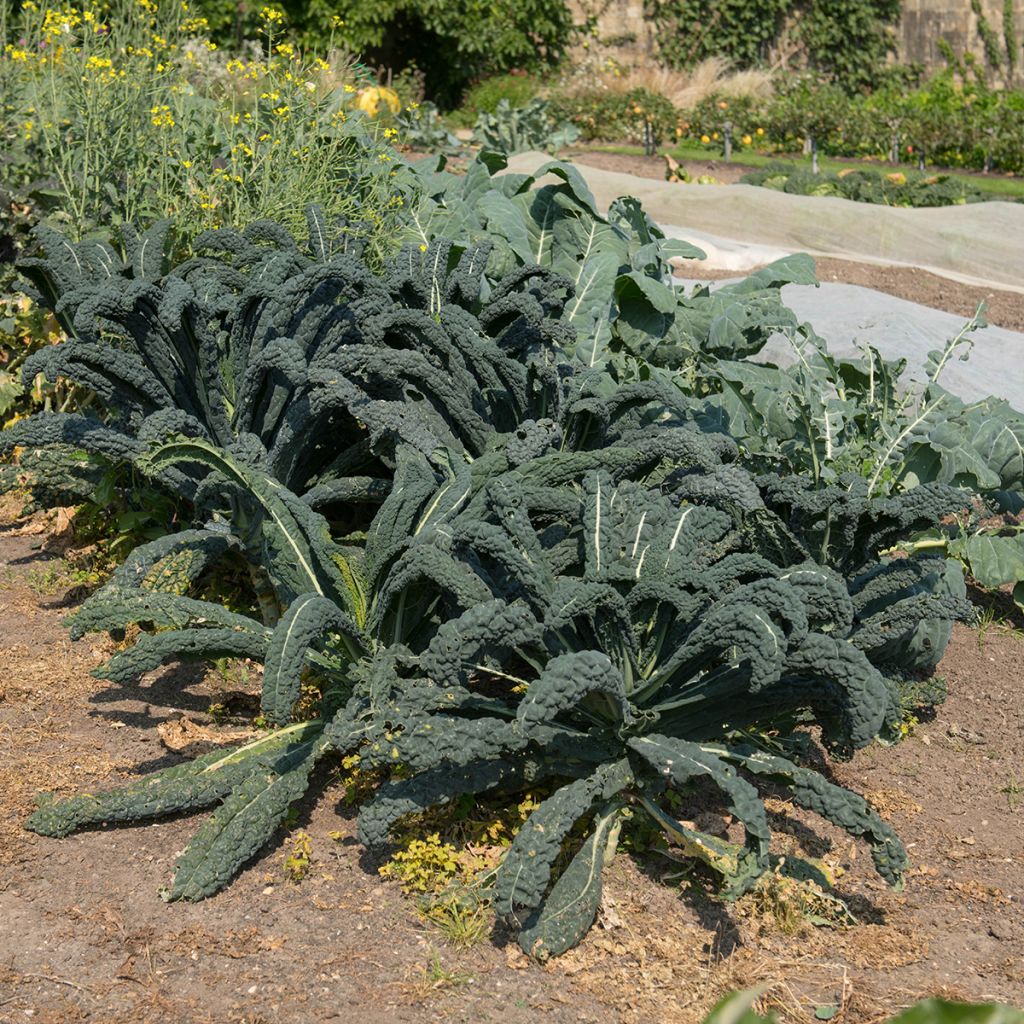 Chou Kale Nero di Toscana Bio