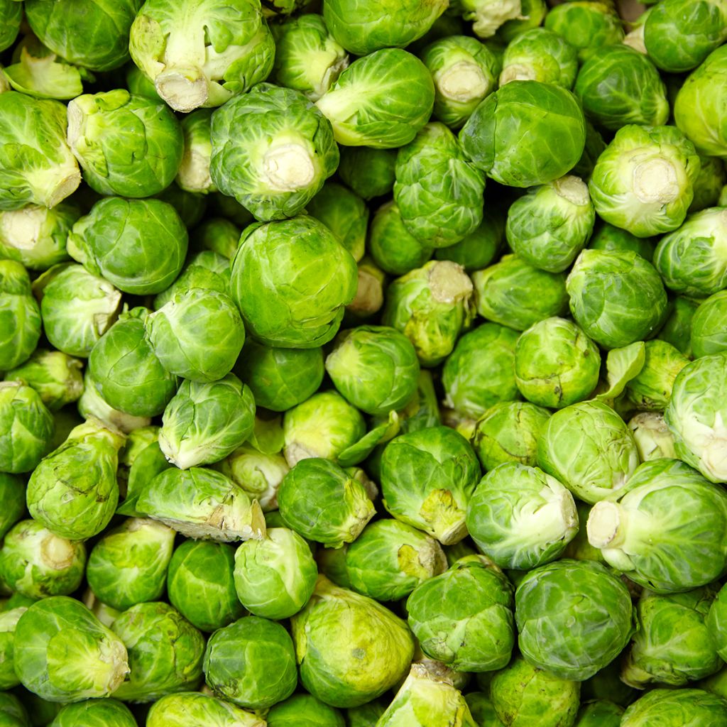 Chou de Bruxelles Igor F1