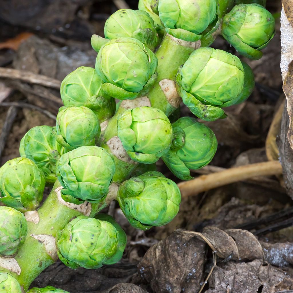 Chou de Bruxelles Igor F1