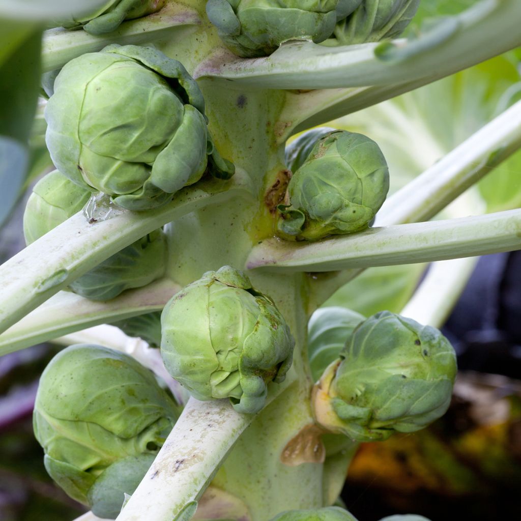 Chou de Bruxelles Igor F1