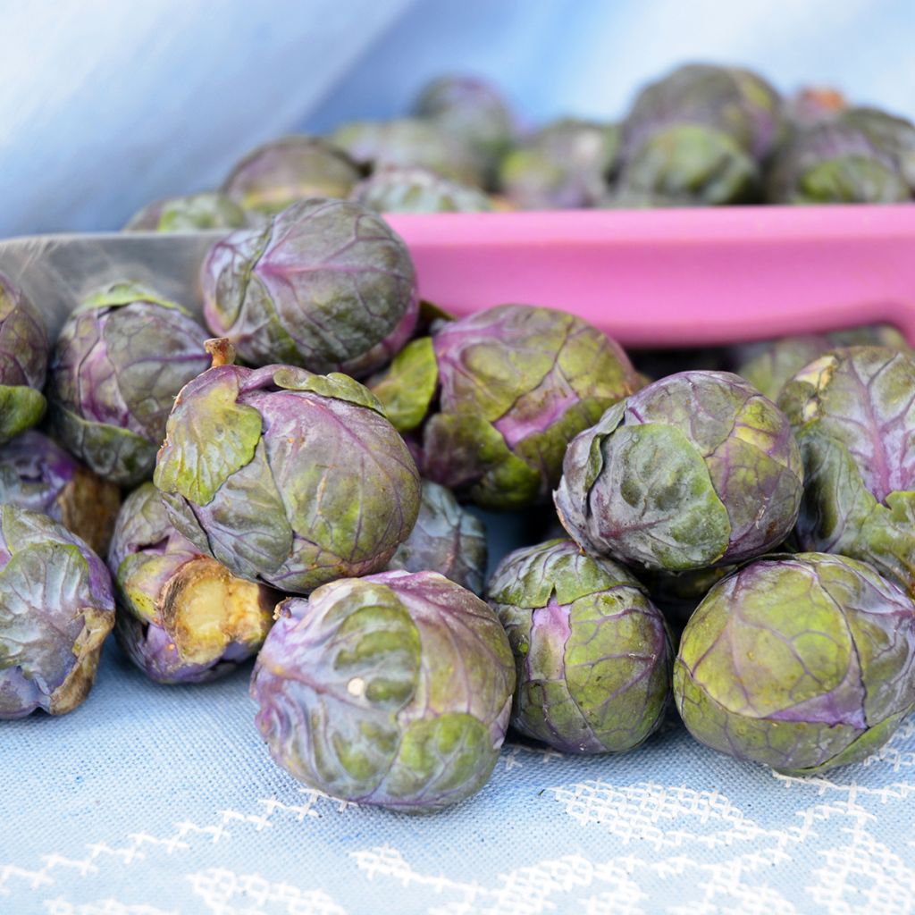 Chou de Bruxelles Rouge Rubine Bio - Ferme de Sainte Marthe