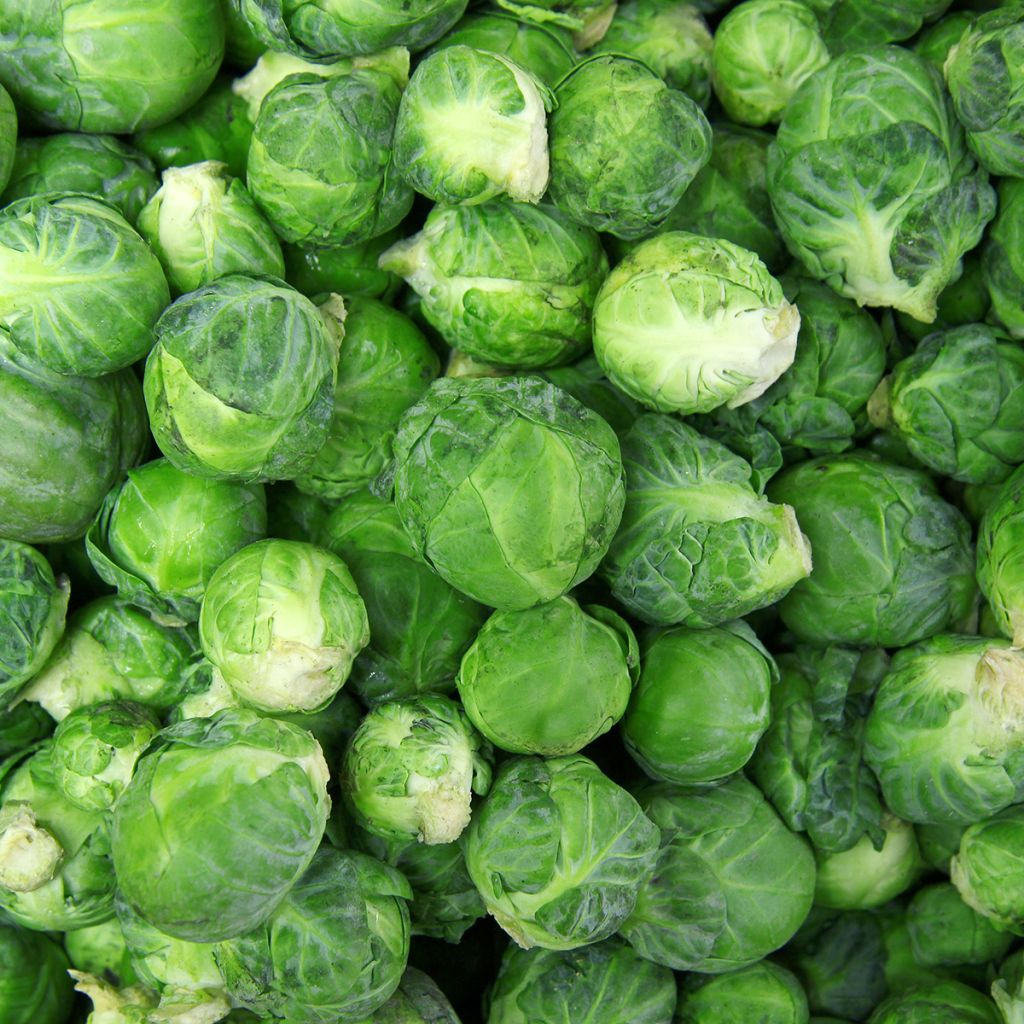 Chou de Bruxelles de Rosny