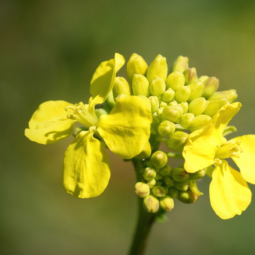 Chou de Chine Tsoi Sim Choy Sum - Brassica rapa