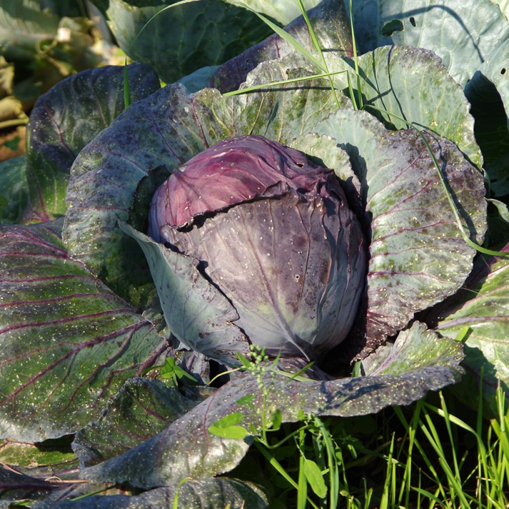 Chou rouge Buscaro en mottes potagères
