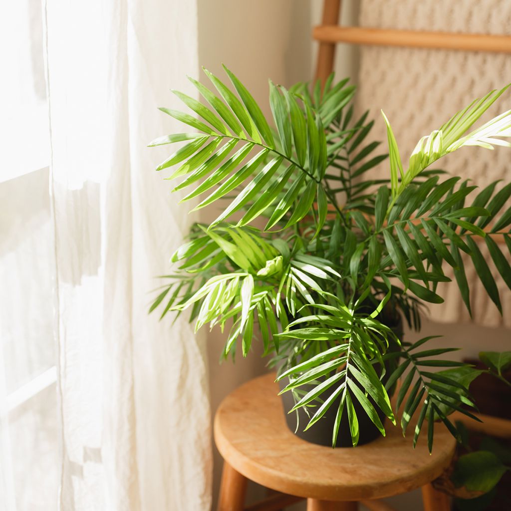 Chrysalidocarpus lutescens - Aréca des fleuristes