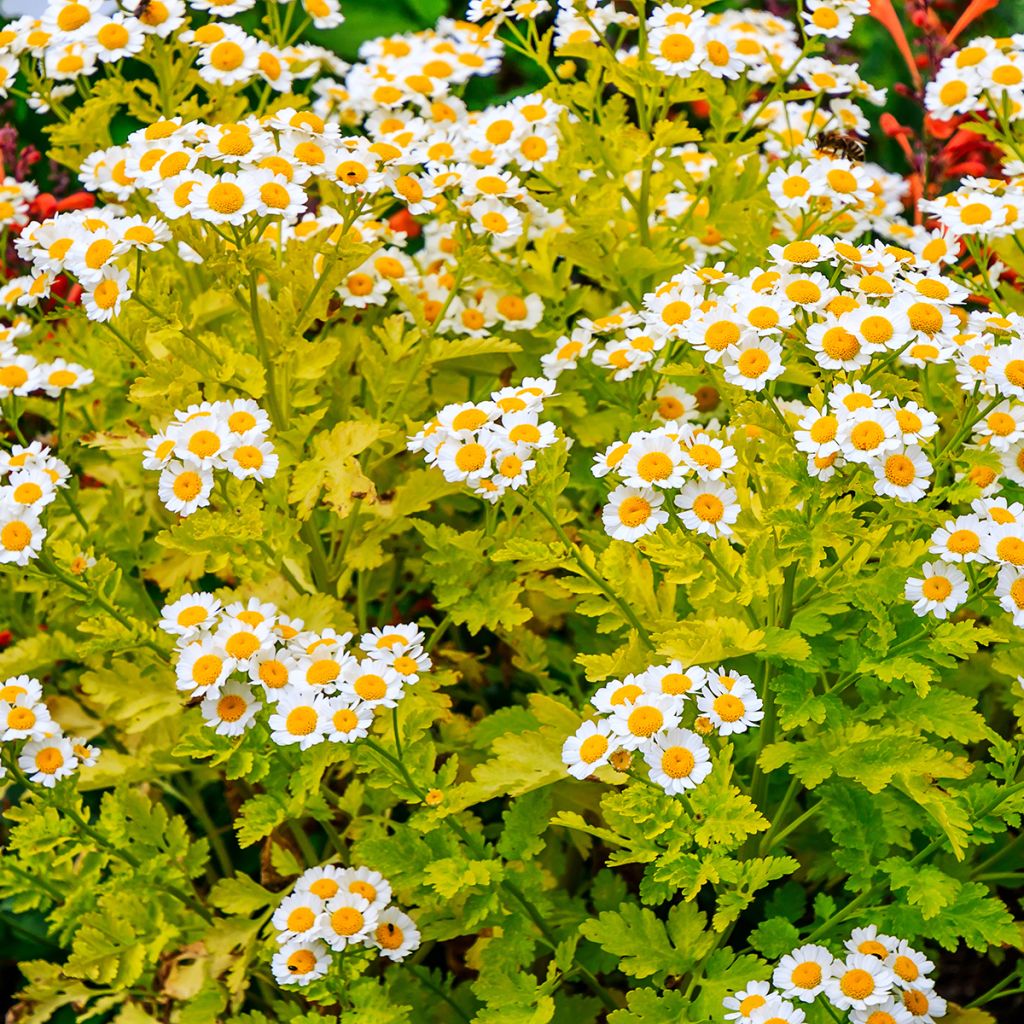 Chrysanthemum parthenium Aureum - Marguerite