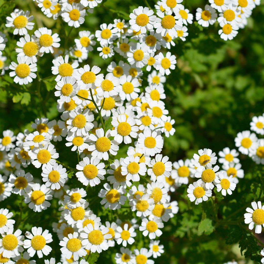 Chrysanthemum parthenium Aureum - Marguerite