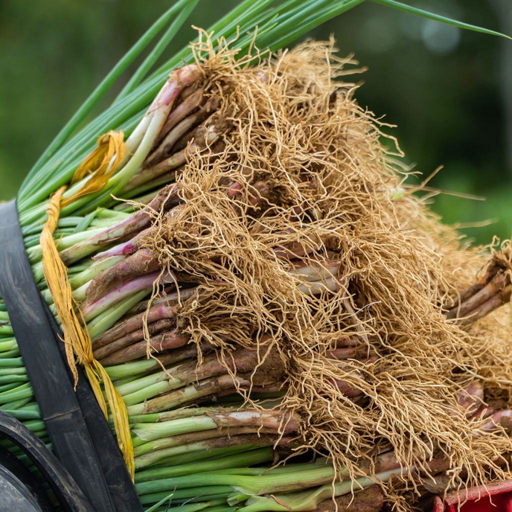 Ciboule commune rouge