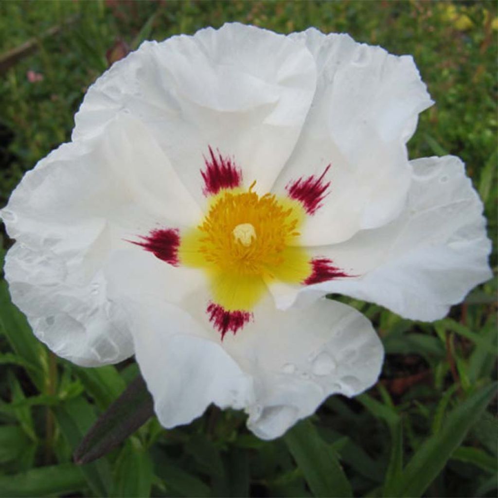 Cistus (x) loretii - Ciste à feuilles étroites