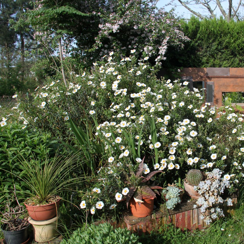 Cistus x dansereaui Jenkyn Place - Ciste hybride