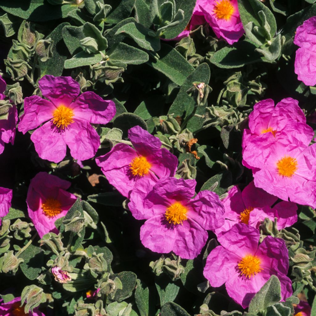 Cistus pulverulentus - Ciste pulvérulent
