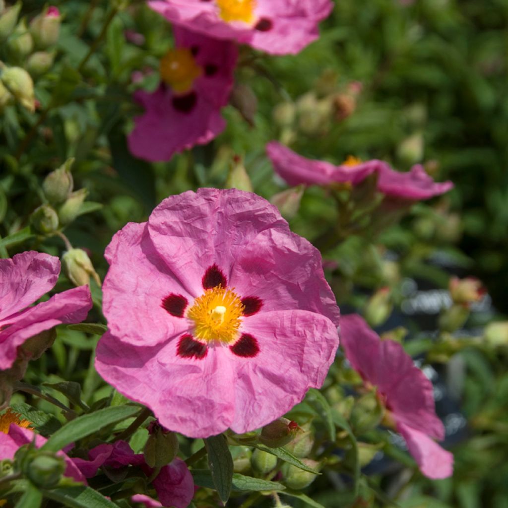 Cistus purpureus - Ciste pourpre