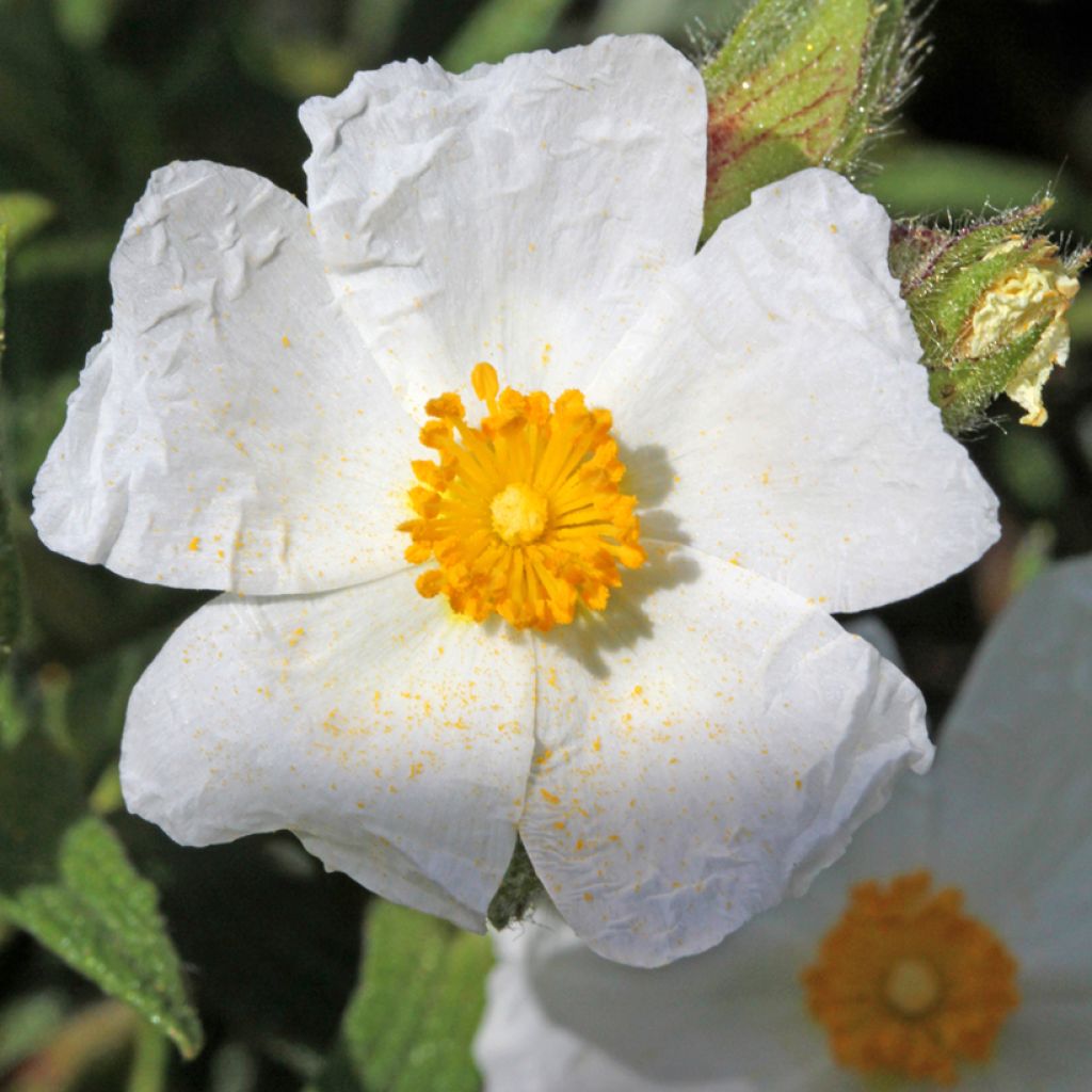 Cistus salviifolius - Ciste à feuilles de sauge