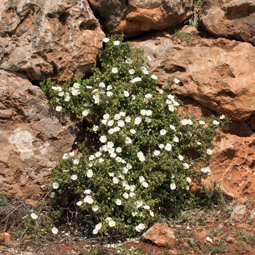 Cistus salviifolius - Ciste à feuilles de sauge