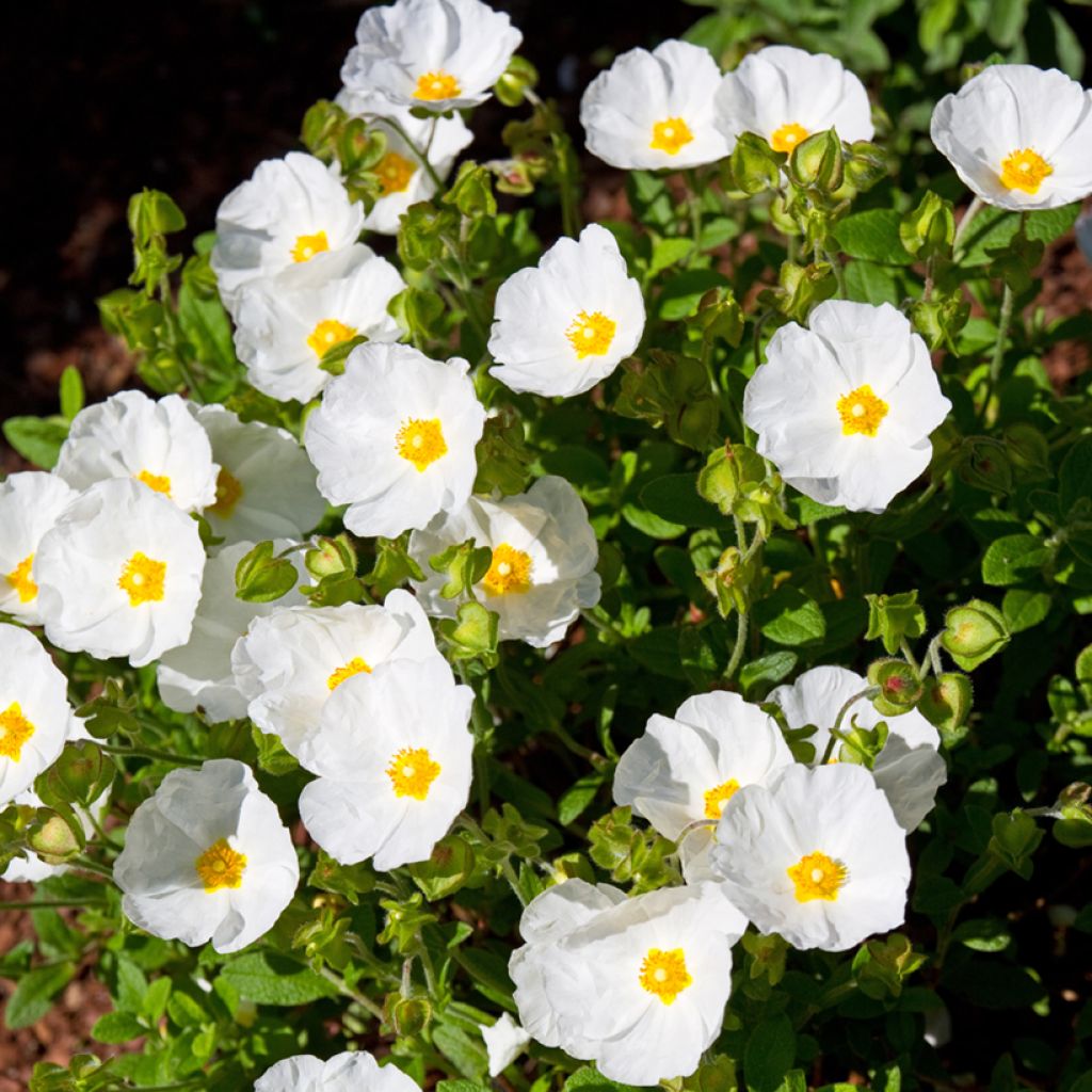 Cistus salviifolius - Ciste à feuilles de sauge
