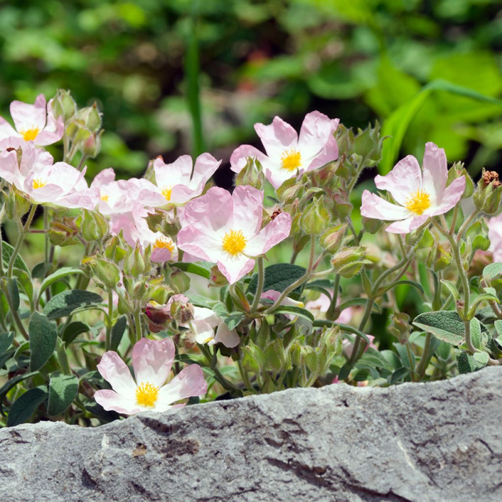 Cistus Grayswood Pink - Ciste hybride