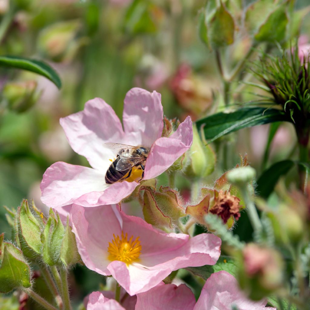 Cistus Grayswood Pink - Ciste hybride
