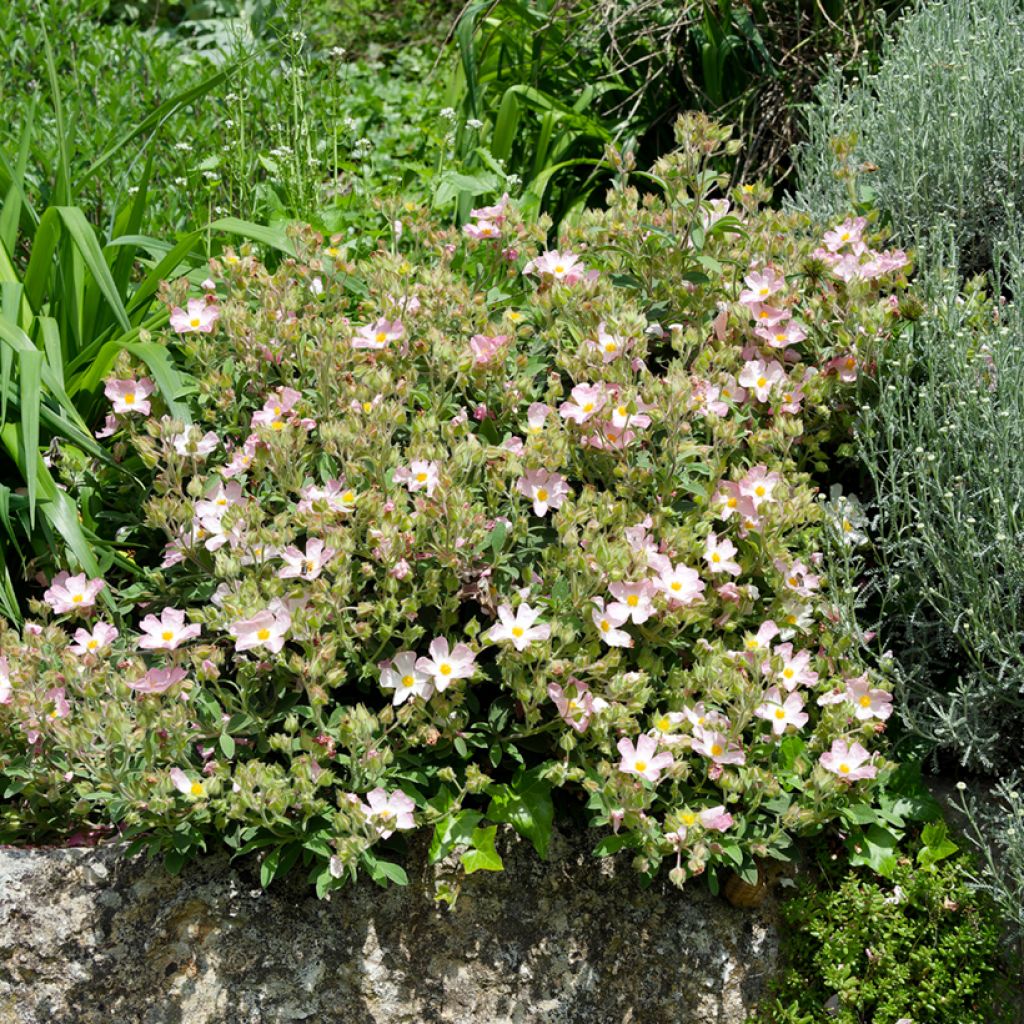 Cistus Grayswood Pink - Ciste hybride