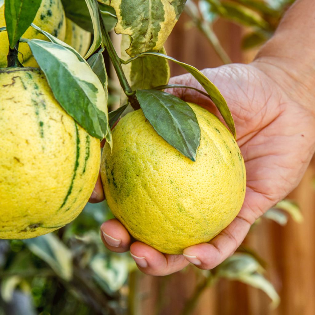 Citronnier panaché - Citrus limon variegata